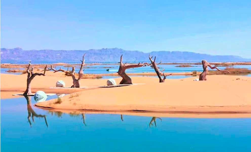 乌海湖神树