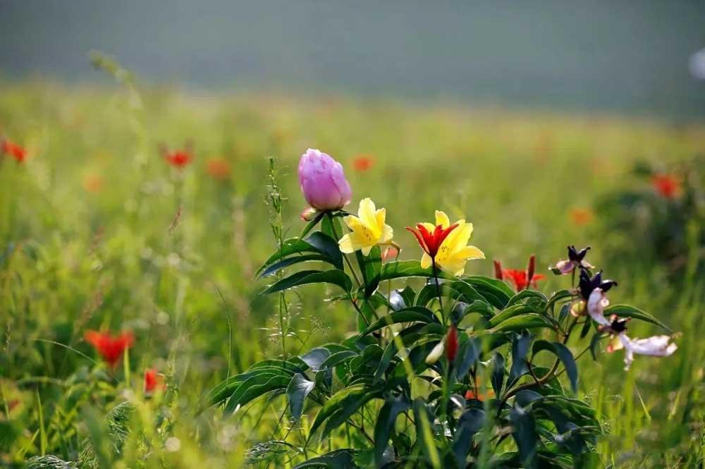 芍药花、萨日朗花与黄花相拥开放